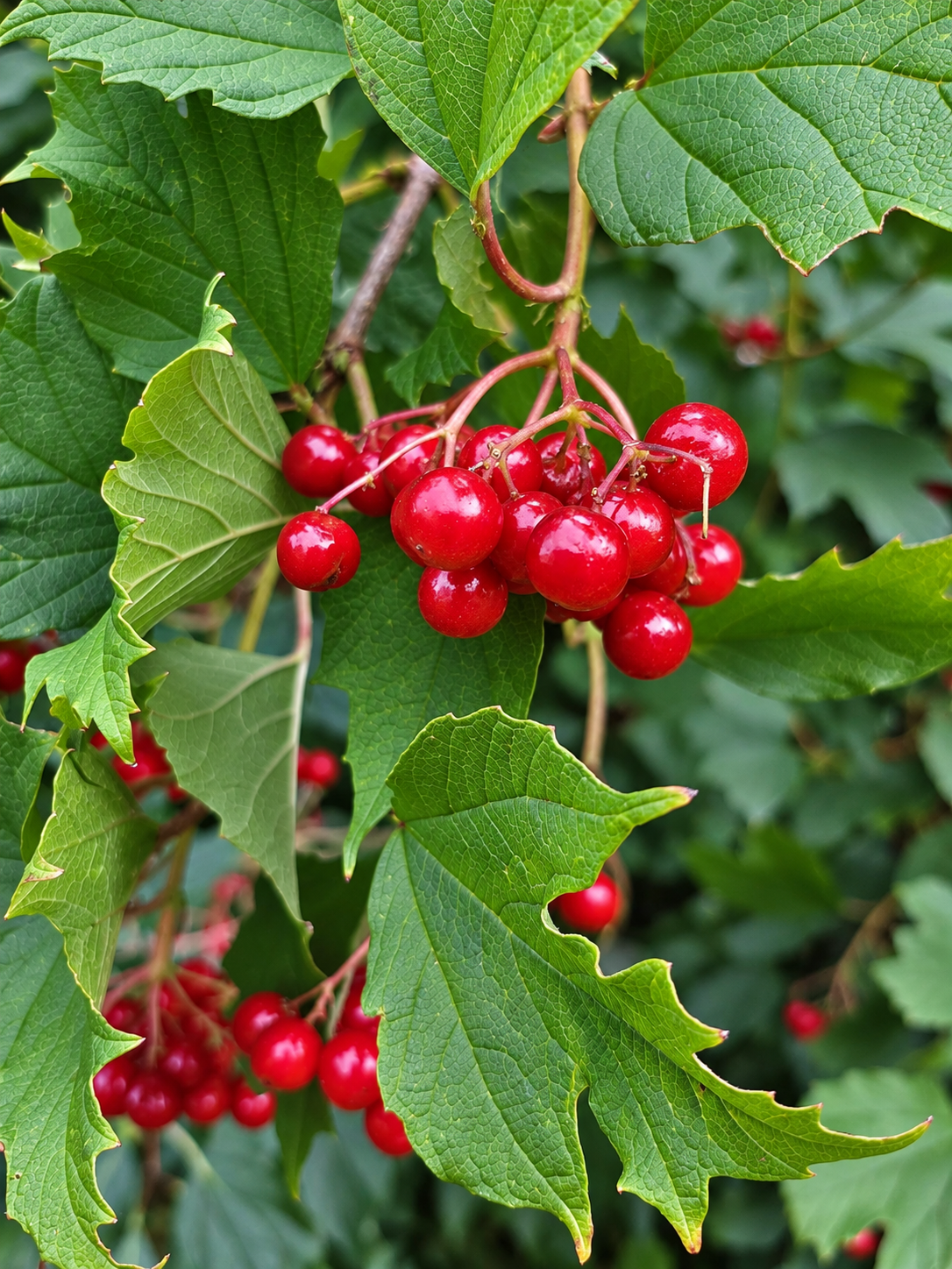 Clusters of bright red highbush cranberries growing on a shrub along a fence in Oak Creek, Wisconsin.